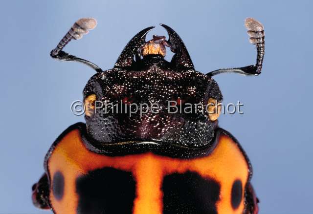 Homoderus mellyi femelle.JPG - Homoderus mellyi (Portrait)Lucane femelleStag beetleColeopteraLucanidaeCameroun